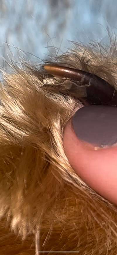 Gebrochene/brüchige Daumenkralle-Beitrag-Bild