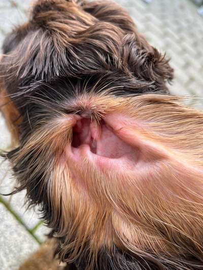 Rote Punkte / Pusteln / Quaddeln im Ohr-Beitrag-Bild