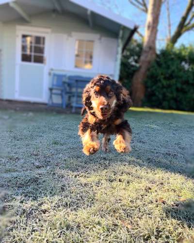 Dogorama Photo Challenge - Hunde in Action-Beitrag-Bild