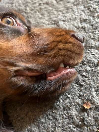 Zahnfehlstellung? / Verletzung Lefze-Beitrag-Bild