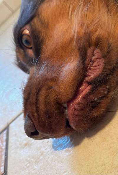 Zahnfehlstellung? / Verletzung Lefze-Beitrag-Bild