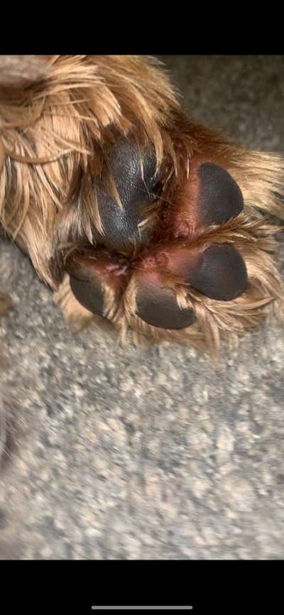 Pfotenballen rot-Beitrag-Bild