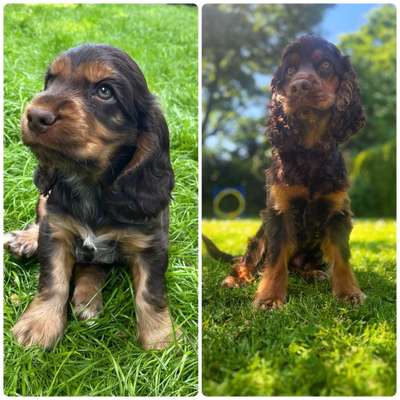 Vom Welpen zum Hund-Beitrag-Bild