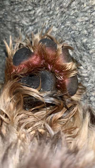 Pfotenballen rot-Beitrag-Bild