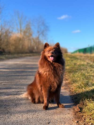 Großspitz Verdauungsprobleme-Beitrag-Bild