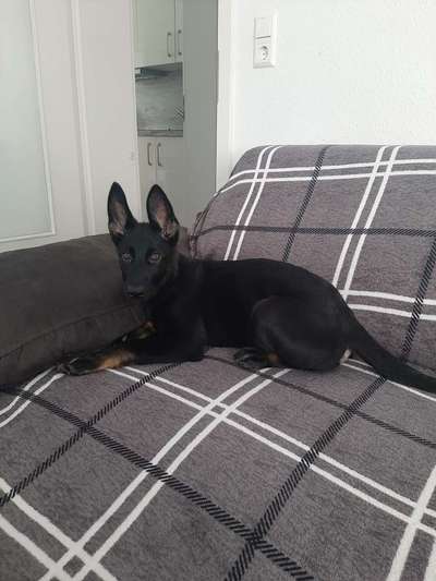 Hundetreffen-Welpen treff-Bild