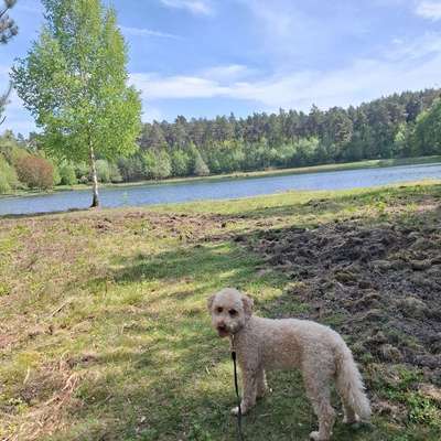 Hundetreffen-Hunde-Treffen zur Gassirunde>after work.🐾🍀🥾🌷-Bild