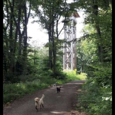 Hundetreffen-Vom Wiehenturm zum Limberg🐾❤️🥾🌞🌳🌲-Bild