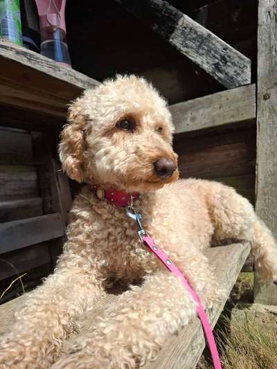 Hundetreffen-🐶❤️🐾Doodle-und Pudeltreff u.a.Hundi's🫶🐶🐾❤️🐩>zur Gassi-oder Wanderrunde<-Bild