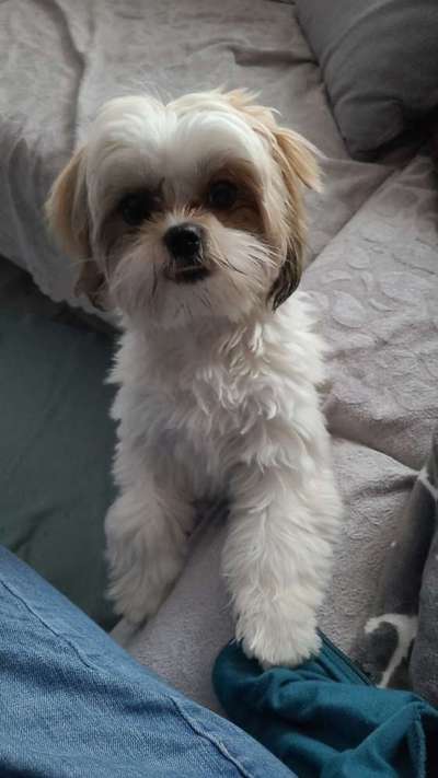 Dogorama Photo Challenge - Portrait-Beitrag-Bild