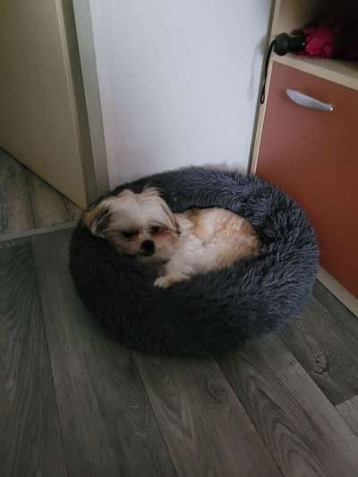 Pubertät! Suche Gleichgesinnte zum gegenseitigen AUSHEULEN ;)-Beitrag-Bild