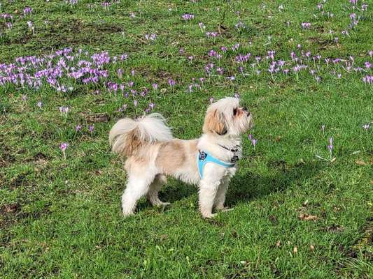 Dogorama Photo Challenge - die ersten Frühjahrsblumen-Beitrag-Bild