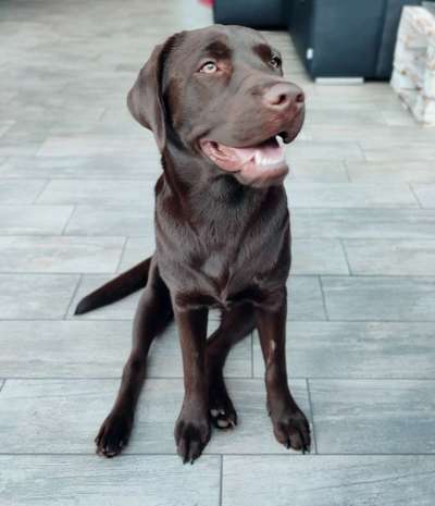 Labradorfans-Beitrag-Bild