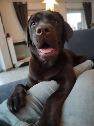 Labradorfans-Beitrag-Bild