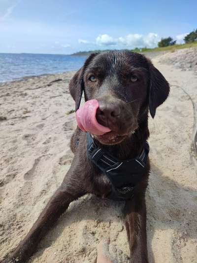 Fotochallenge Nr. 59 - Mein Hund zeigt die Zunge-Beitrag-Bild