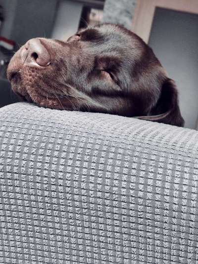 Labradorfans-Beitrag-Bild