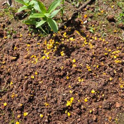 Giftköder-Evtl. Giftköder-Bild