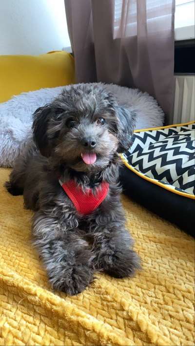 Die Dogorama Kalender Challenge Titelbild-Beitrag-Bild