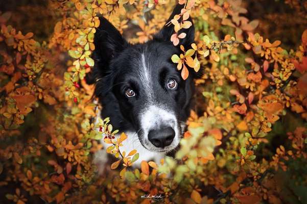 Dein Hund im Dogorama-Kalender 2021-Beitrag-Bild