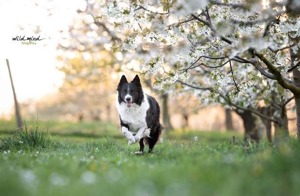 Dein Hund im Dogorama-Kalender 2021-Beitrag-Bild