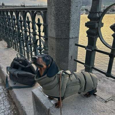 Hundetreffen-Kleine/mittelgroße Hunde Spaziergänge-Bild