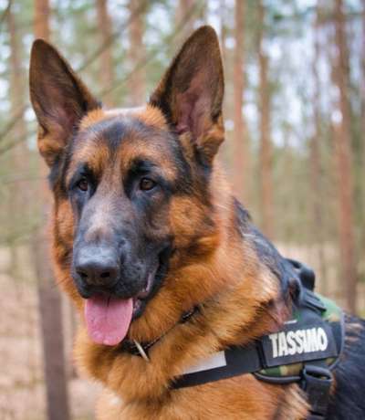 Deutsche Schäferhunde, Belgische Schäferhunde.-Beitrag-Bild