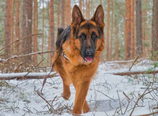 Dogorama Photo Challenge - Es wird nochmal kalt!-Beitrag-Bild