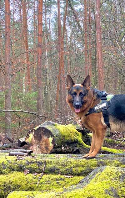 Dogorama Photo Challenge - Tre Chic!-Beitrag-Bild