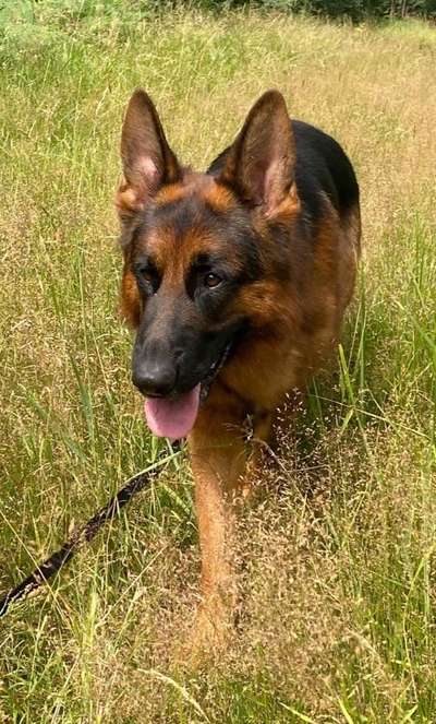 Schäferhund-Fans?-Beitrag-Bild