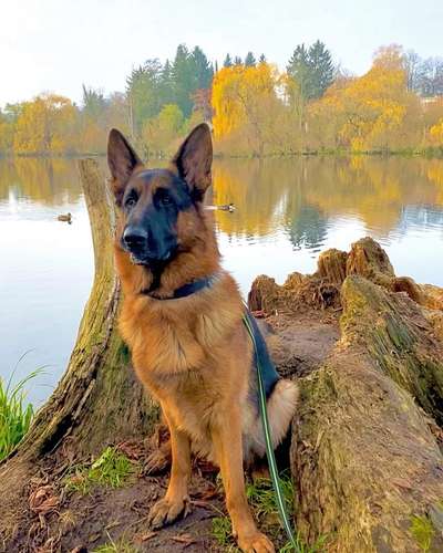 Dogorama Photo Challenge- Wurzeln-Beitrag-Bild