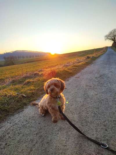 Dogorama Photo Challenge - Der Frühling kommt-Beitrag-Bild