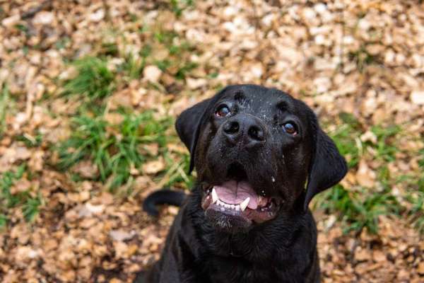 Hunde sind die beste Medizin-Beitrag-Bild