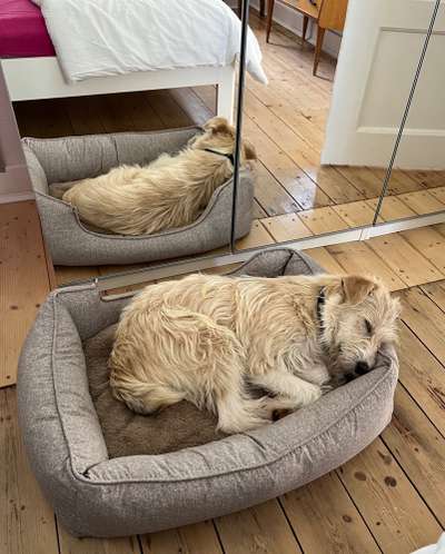 Auslandstierschutz-Beitrag-Bild