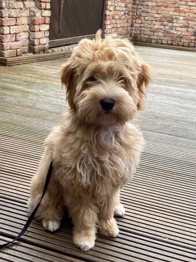 Cockerpoo (Englischer Cockerspaniel +Pudel)-Beitrag-Bild