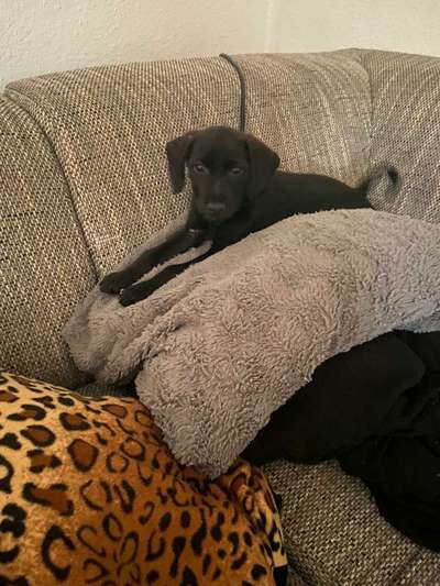 Tierschutzhund ist meine Lieblingsrasse-Beitrag-Bild