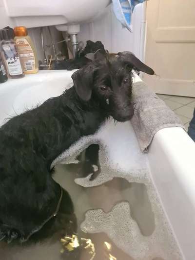 Welpen Bilder !-Beitrag-Bild