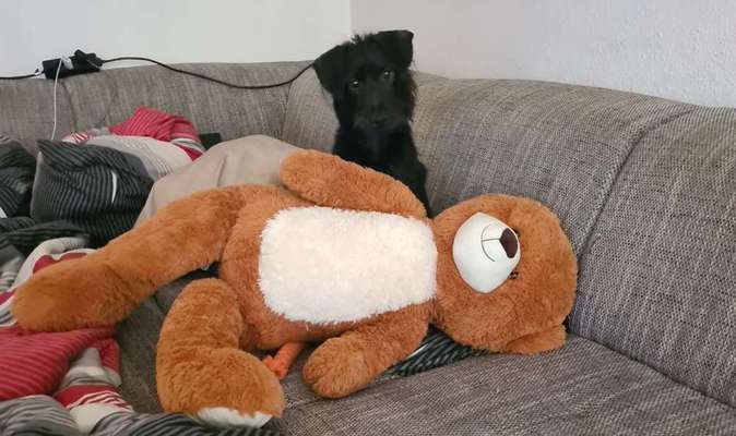 Tierschutzhund ist meine Lieblingsrasse-Beitrag-Bild