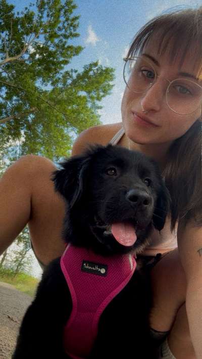 Hundetreffen-Welpen treffen-Bild