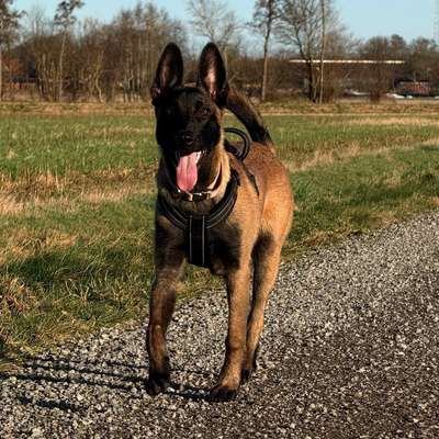 Hundetreffen-Playdate🤎-Bild