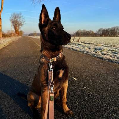 Hundetreffen-Playdate🤎-Bild