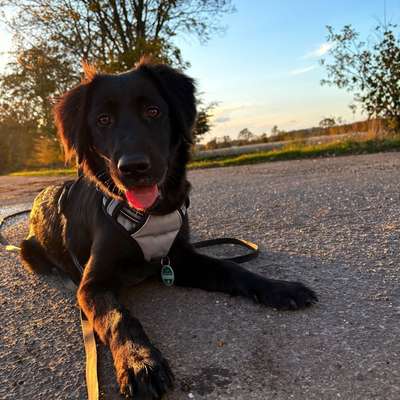 Hundetreffen-Play Date🤍-Bild