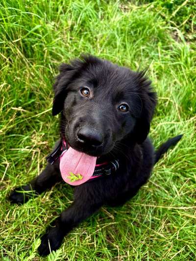 Hundetreffen-Spielkamerade für meine Luna gesucht-Bild