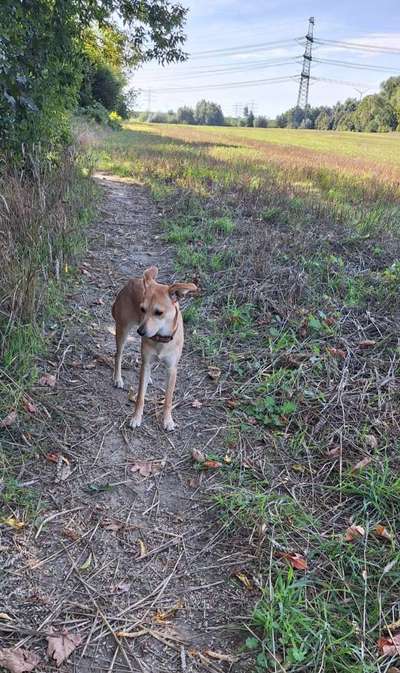 Hundetreffen-🐕 Treffen Hohenschönhausen-Bild