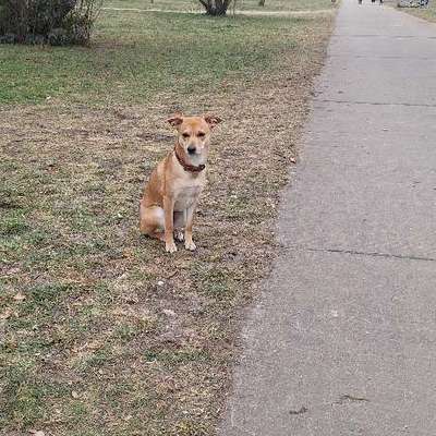 Hundetreffen-Hundetreffen in Wartenberg-Bild