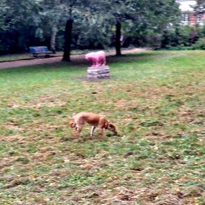 Hundetreffen-Spieletreff Weissensee-Bild