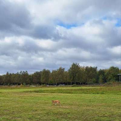 Hundetreffen-Gassirunde  Neue Wiesen-Bild