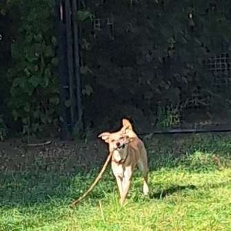 Hundetreffen-Spieletreffen 🐕‍🦺🐕🦮 Wartenberg-Bild
