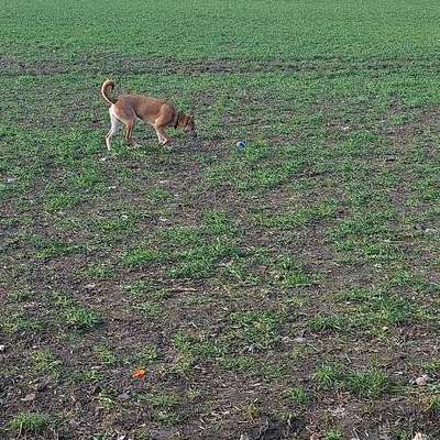 Hundetreffen-Hundetreffen-Bild