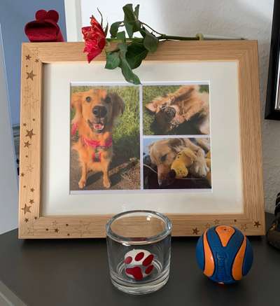 Regenbogenbrücke-Beitrag-Bild