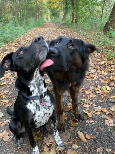 Bester Freund, Hundekumpel - zeigt her!-Beitrag-Bild